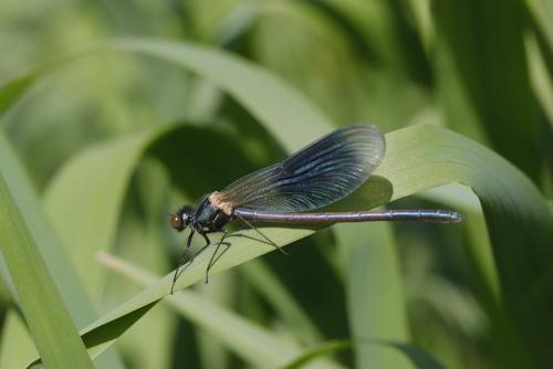 Calopteryx splendens